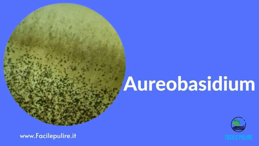 tipo di muffa Aureobasidium