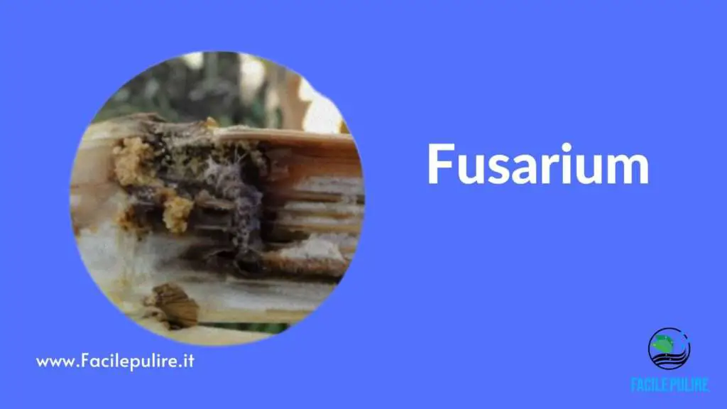 tipo di muffa fusarium