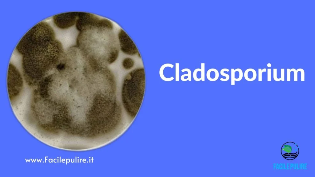 tipo di muffa Cladosporium