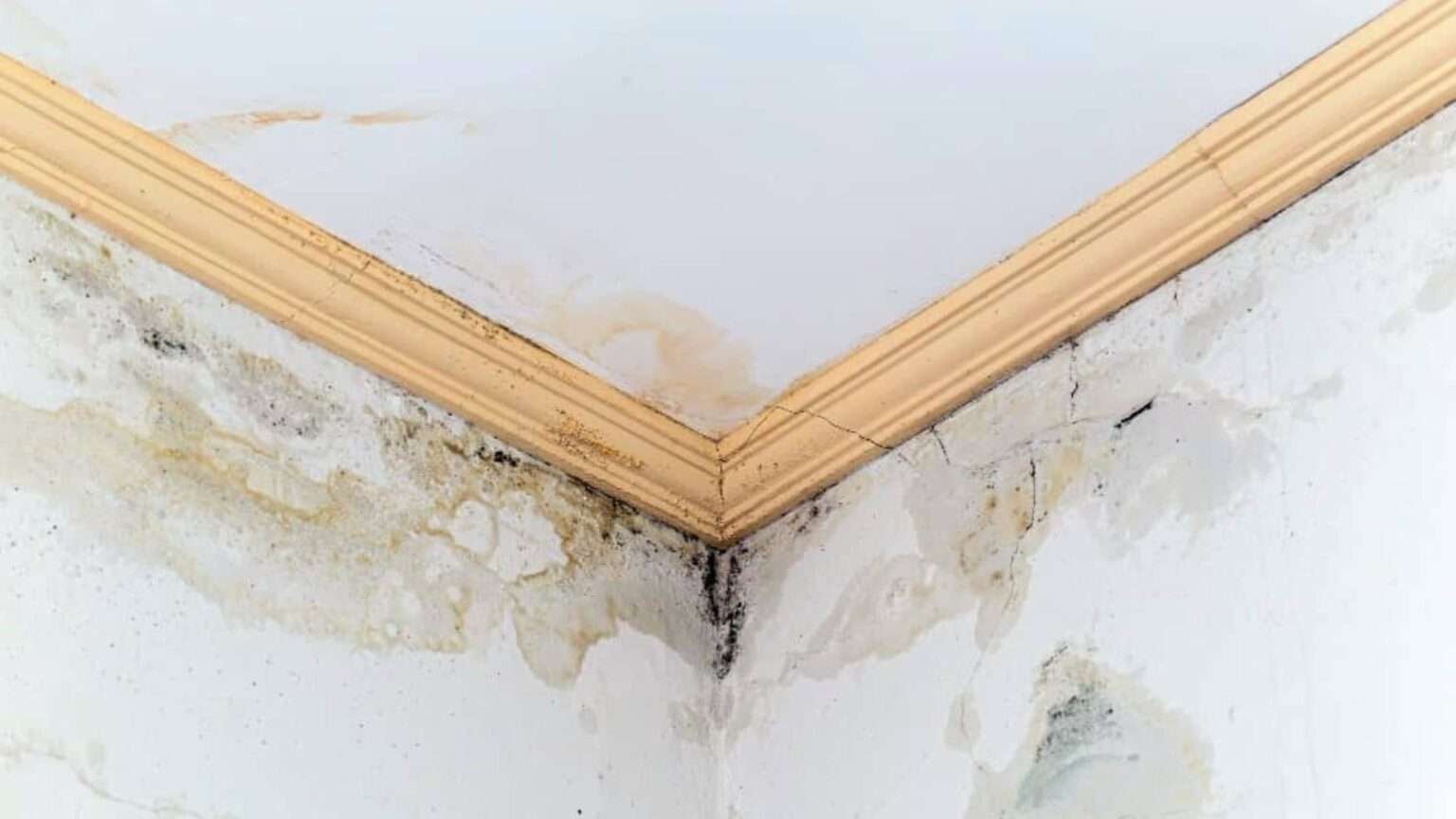 Per La Muffa Candeggina O Ammoniaca Cosa è Meglio Per Togliere La Muffa: Candeggina O Ammoniaca?